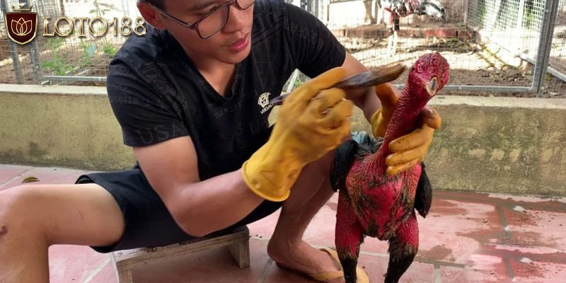 Bước 3: Vào nghệ cho gà chọi
