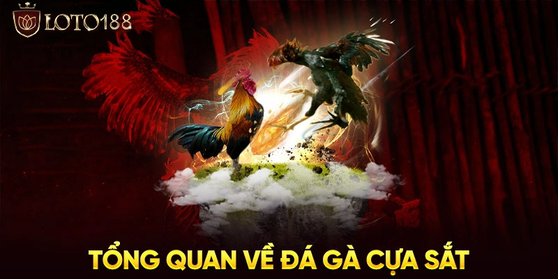 Đá gà cựa sắt Loto188 - Sàn đấu “đẫm máu” cực cháy