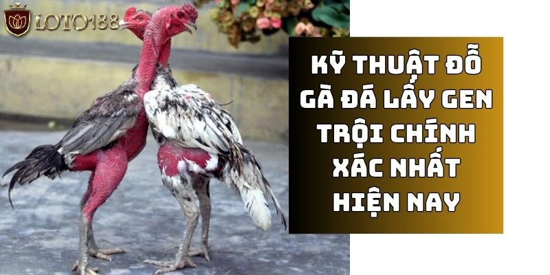 Kỹ thuật đổ gà đá dựa trên nguyên tắc lai xa