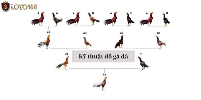 Kỹ thuật đổ gà đá vì sao lại rất quan trọng & cần thiết?