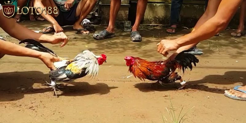 Mách bạn bỏ túi những mẹo đặt cược đá gà cựa sắt cực đỉnh