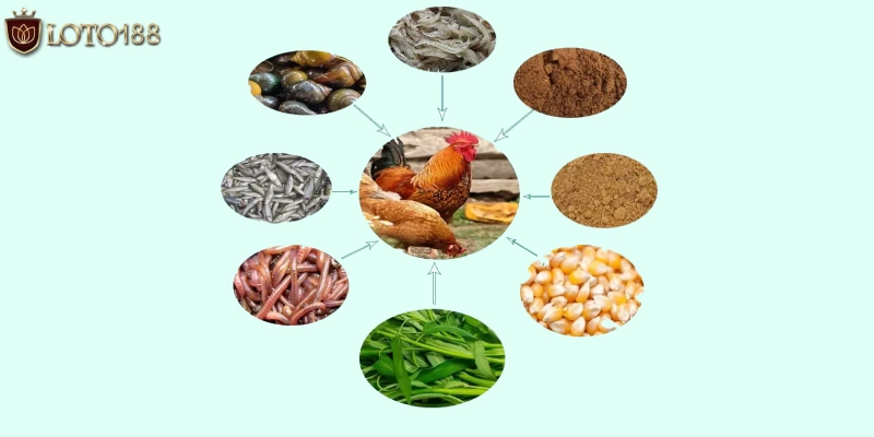 Nguồn thực phẩm mà chiến kê hấp thụ hàng ngày