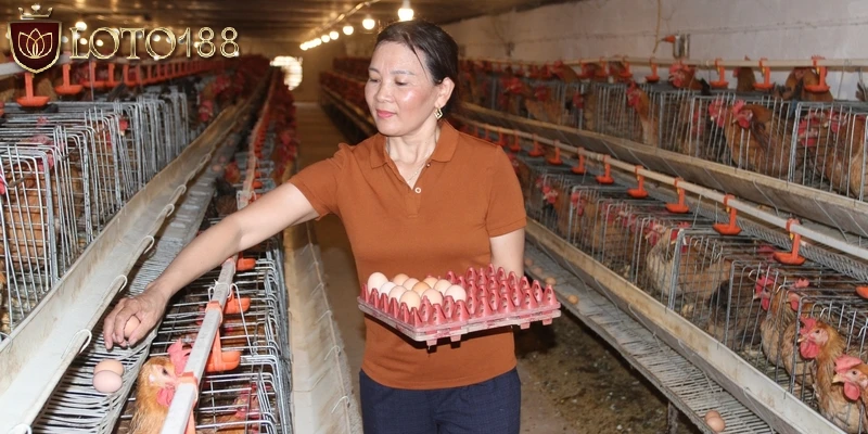 Nuôi gà không bị bệnh bằng cách chú ý chuồng nuôi
