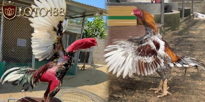 Tầm quan trọng của việc ép cân gà chọi khoa học