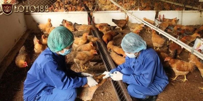 Tiêm phòng đầy đủ cho chú gà