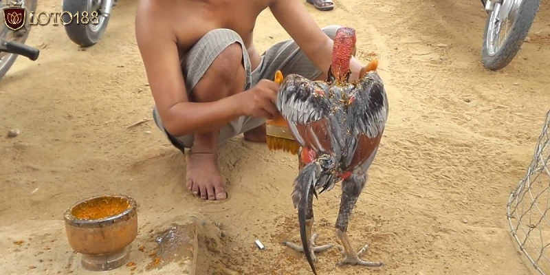 Tiết lộ những mục đích chính của việc om bóp gà chọi