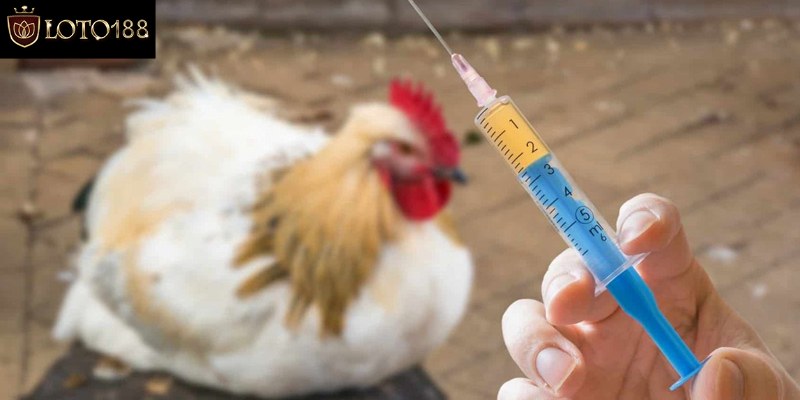 03 triệu chứng gà bị nổi trái phổ biến hiện nay