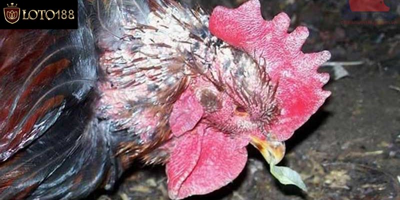 Bật mí cách trị gà bị lác hiệu quả tại nhà