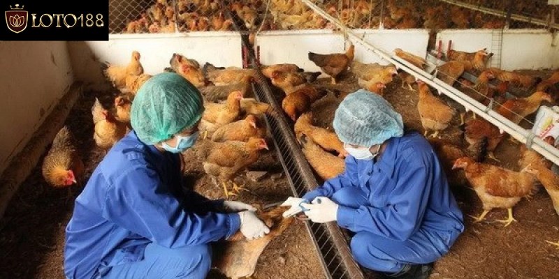 Biểu hiện và cách chữa bệnh CRD ở gà