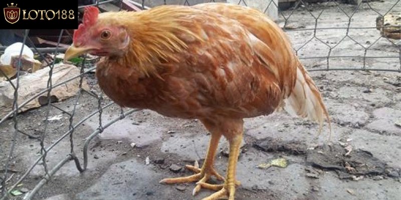 Biểu hiện và dấu hiệu bệnh cầu trùng ở gà