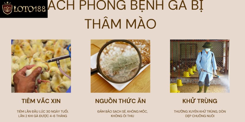 Cách chữa trị gà bị tím mồng