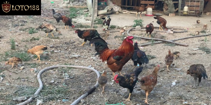 Cách phòng bệnh viêm ruột hoại tử ở gà bà con cần biết