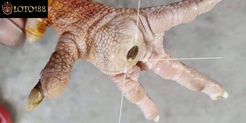 Cách phòng ngừa bệnh ở gà bị ké chậu