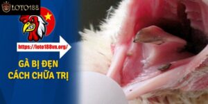 Cách Trị Gà Bị Đẹn Miệng Đơn Giản Tại Nhà Với 1 Thao Tác