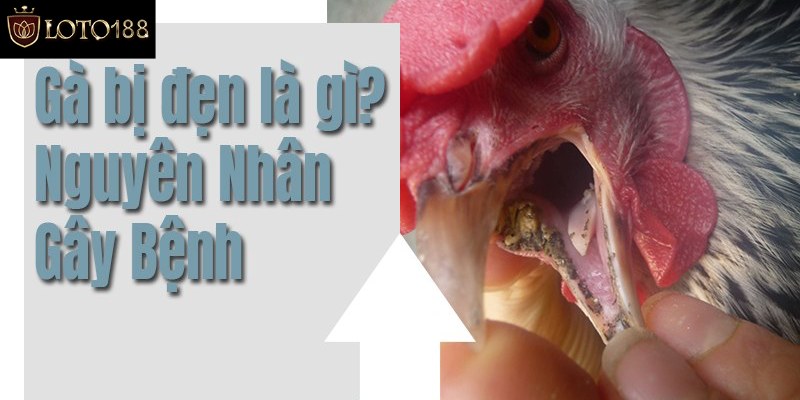 Có 2 cách trị gà bị đẹn miệng hiệu quả kịp thời