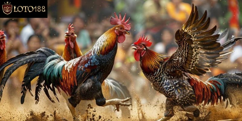 Đá gà mạng trên nền tảng Loto188
