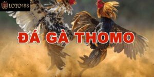 Đá Gà Thomo Hôm Nay Chiến Trường Cá Cược Máu Lửa Loto188