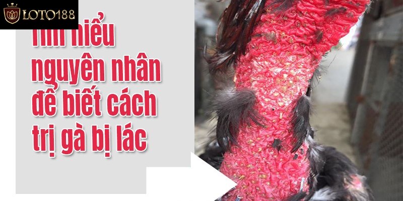Giới thiệu tổng quan về bệnh lác ở gà