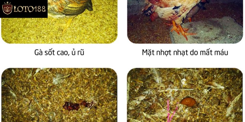 Hướng dẫn cách phòng bệnh cầu trùng ở gà
