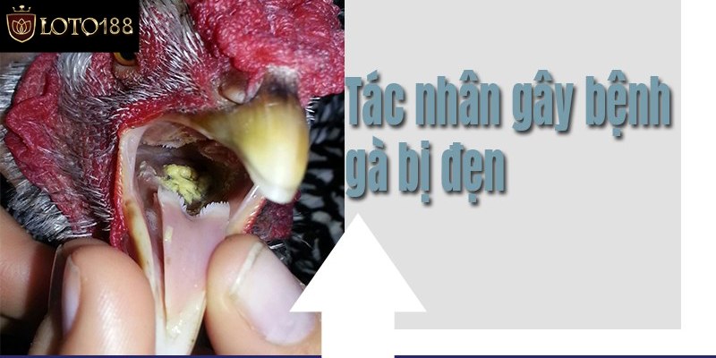 Hướng dẫn cách phòng bệnh gà bị đẹn