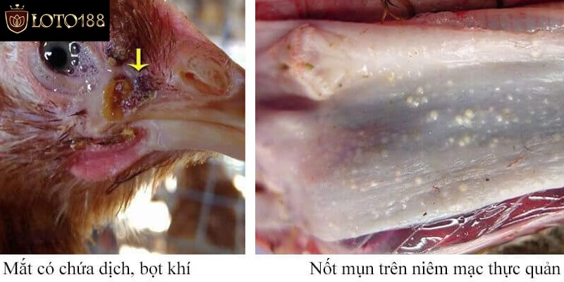 Khái niệm về gà bị nổi trái là gì?