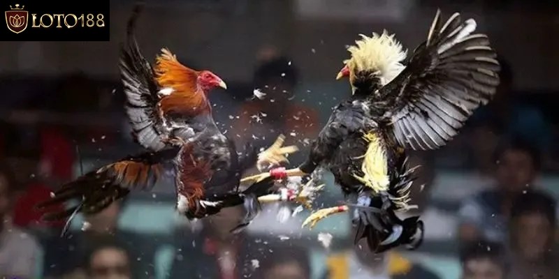 Lợi thế đá gà Thomo hôm nay khiến người chơi say đắm