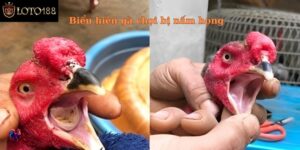 Lý Do Gà Bị Bệnh Nấm Họng - Hướng Dẫn Cách Chữa Trị