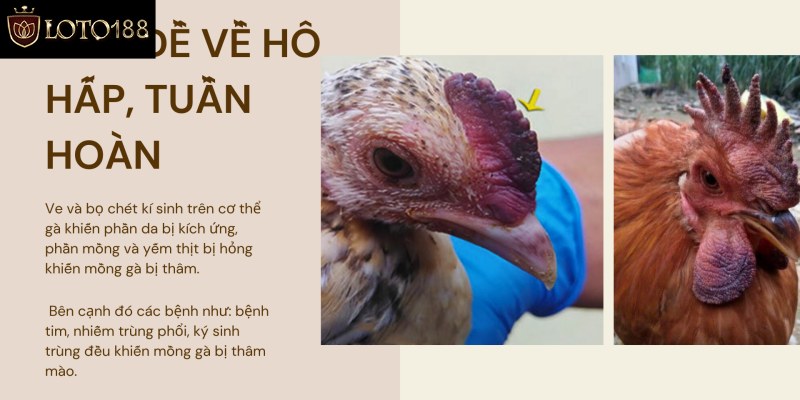 Nguyên nhân dẫn đến gà bị tím mồng