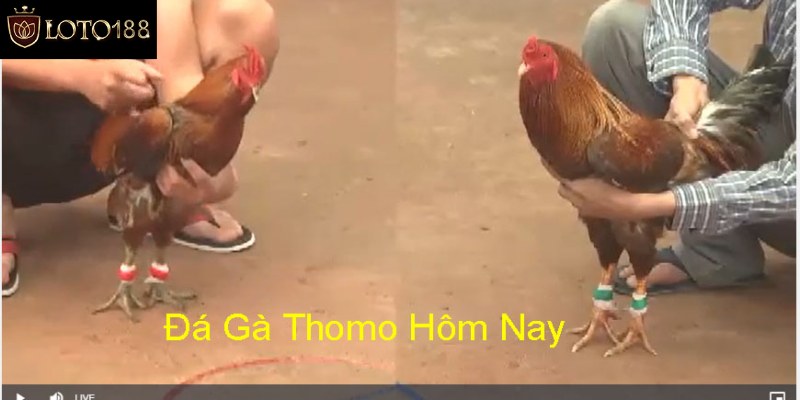 Những điều cần biết về thể thức đá gà Thomo hôm nay