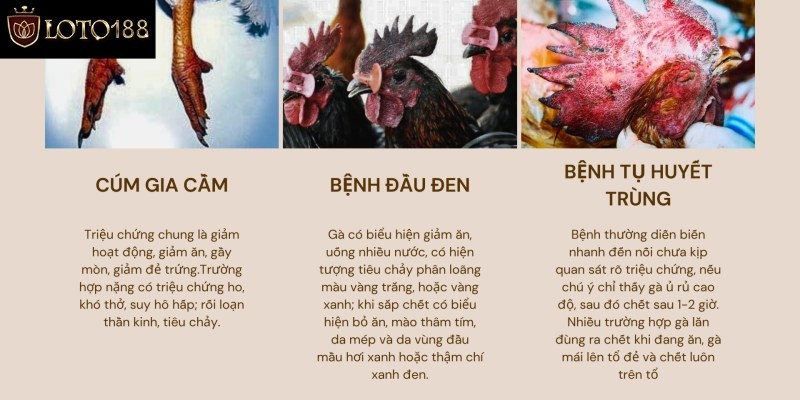 Sơ lược về gà bị tím mồng