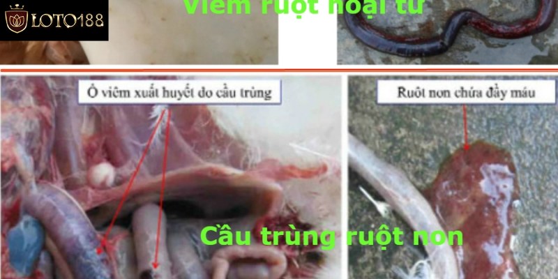 Thông tin chuẩn về bệnh viêm ruột hoại tử ở gà
