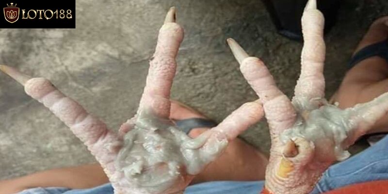 Tiến hành điều trị gà bị ké chậu bằng thuốc