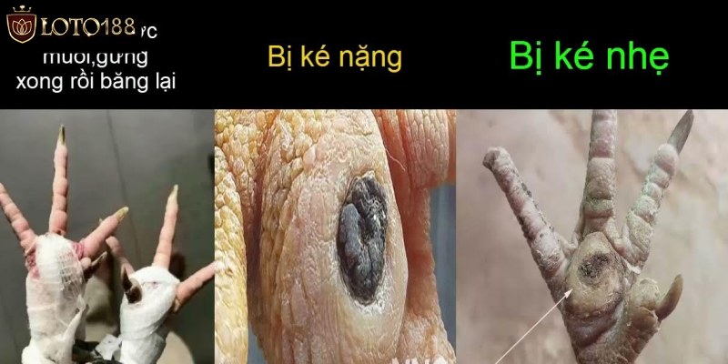 Tìm hiểu về trị gà bị ké chậu bằng thuốc