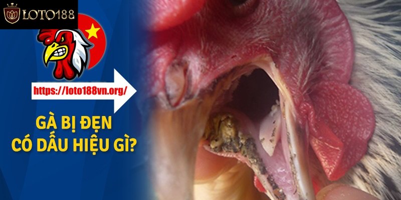 Trả lời về gà bị đẹn miệng có nguy hiểm không?