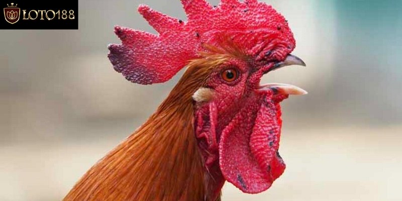Vì sao gà bị bệnh nấm họng?