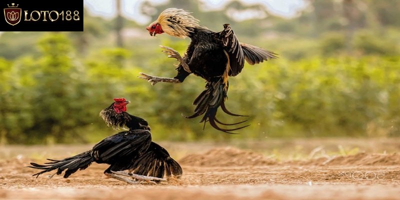 Hướng dẫn tham gia cược trực tiếp đá gà C1 tại Loto188