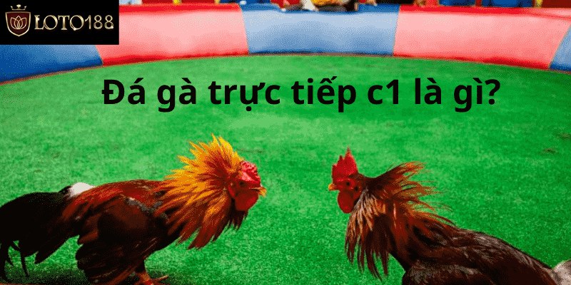 Thông tin trực tiếp đá gà C1 từ Loto188